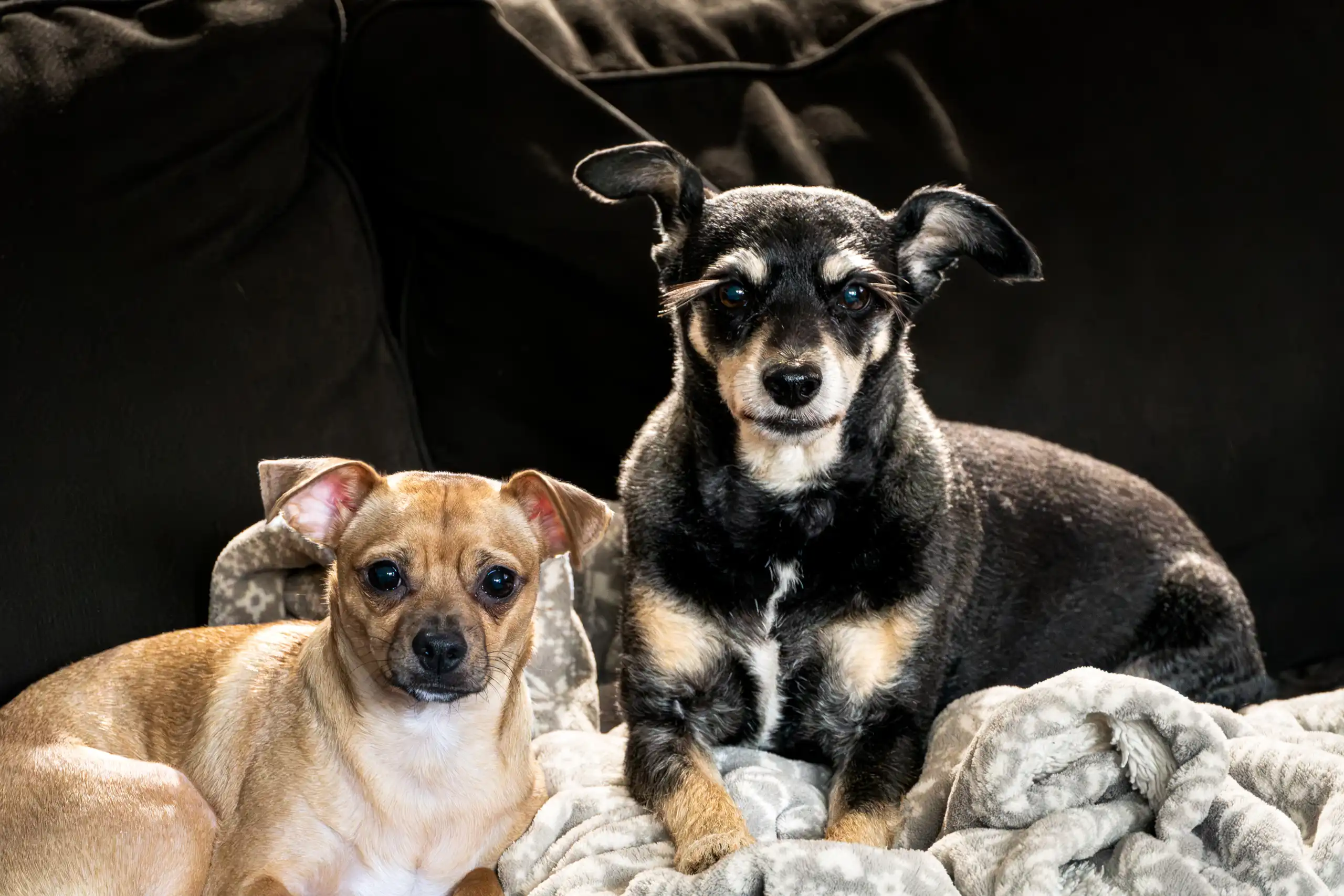 Two chihuhua mixed dogs, one dog is bigger with black fur, and the other is smaller with blonde fur laying on a blanket on a couch by Antlophotography